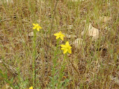 Haplophyllum linifolium