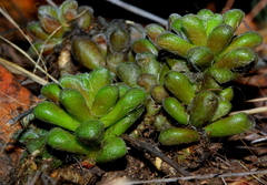 Anacampseros subnuda