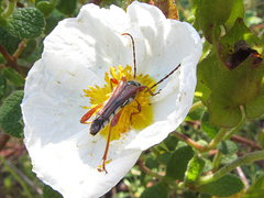 Stenopterus mauritanicus