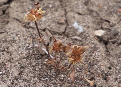 Acanthomintha ilicifolia