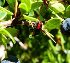 Phorbanta variabilis