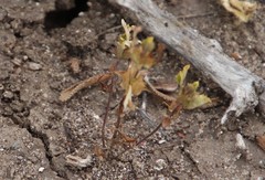 Acanthomintha ilicifolia