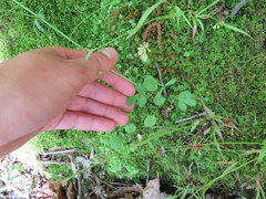 Ranunculus micranthus