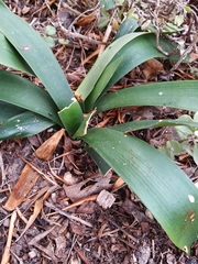 Clivia miniata miniata