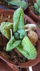 Gasteria vlokii
