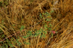 Indigofera egens