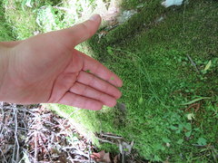 Ranunculus micranthus