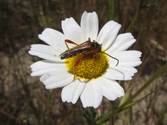 Stenopterus mauritanicus