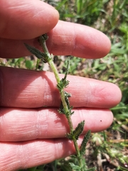 Achillea tomentosa
