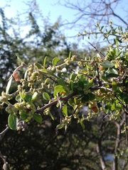 Condalia velutina