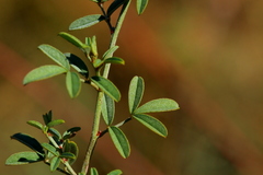 Indigofera egens