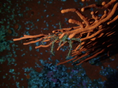 Macropodia falcifera