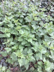 Urtica dioica