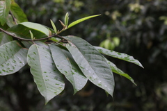 Magnolia odora
