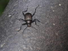 Plesiophthalmus formosanus