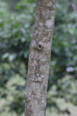 Magnolia odora