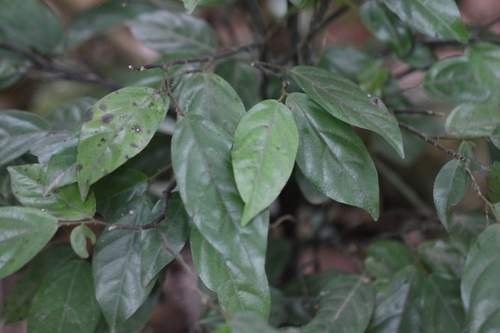 Popowia pisocarpa observed 2021-05-03