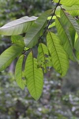 Magnolia odora