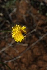 Eristalinus modestus