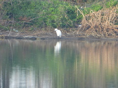Egretta thula