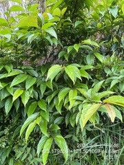 Rhamnus nakaharai