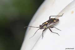 Capsodes sulcatus