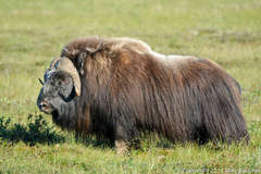 Ovibos moschatus