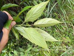Rhamnus nakaharai