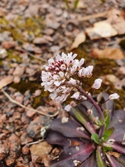 Noccaea caerulescens