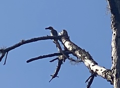 Melanerpes carolinus