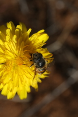 Eristalinus modestus