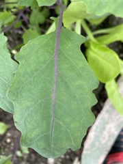 Brassica oleracea gongylodes