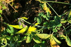 Crotalaria agatiflora