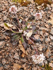 Noccaea caerulescens