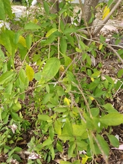 Lycianthes rantonnetii
