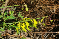 Crotalaria agatiflora