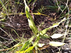 Schizocarphus nervosus