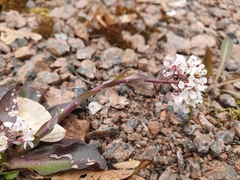 Noccaea caerulescens