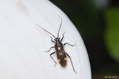 Capsodes sulcatus
