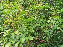 Nephelium ramboutan-ake