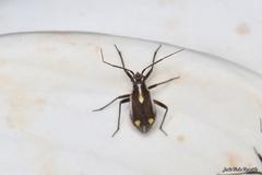 Capsodes sulcatus