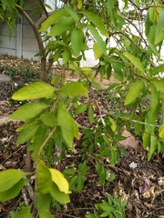 Lycianthes rantonnetii