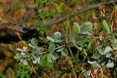 Rhynchosia nitens
