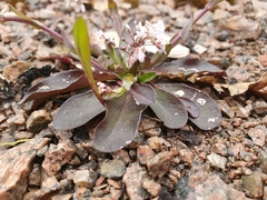 Noccaea caerulescens