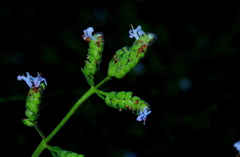 Aeollanthus buchnerianus