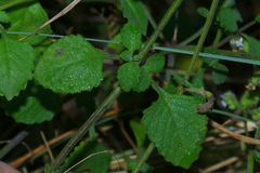 Aeollanthus buchnerianus