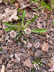 Noccaea caerulescens