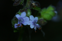 Aeollanthus buchnerianus