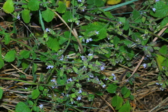 Aeollanthus buchnerianus