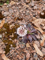 Noccaea caerulescens